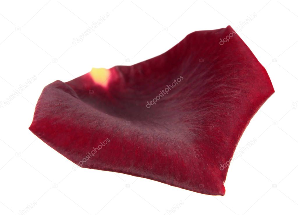 Dark red rose petal isolated on white background
