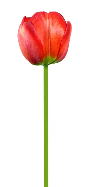 Flor de tulipa vermelha isolada no fundo branco — Fotografia de Stock