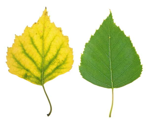 녹색 여름와 자작나무 흰색 배경에 고립의 노란가 잎 — 스톡 사진