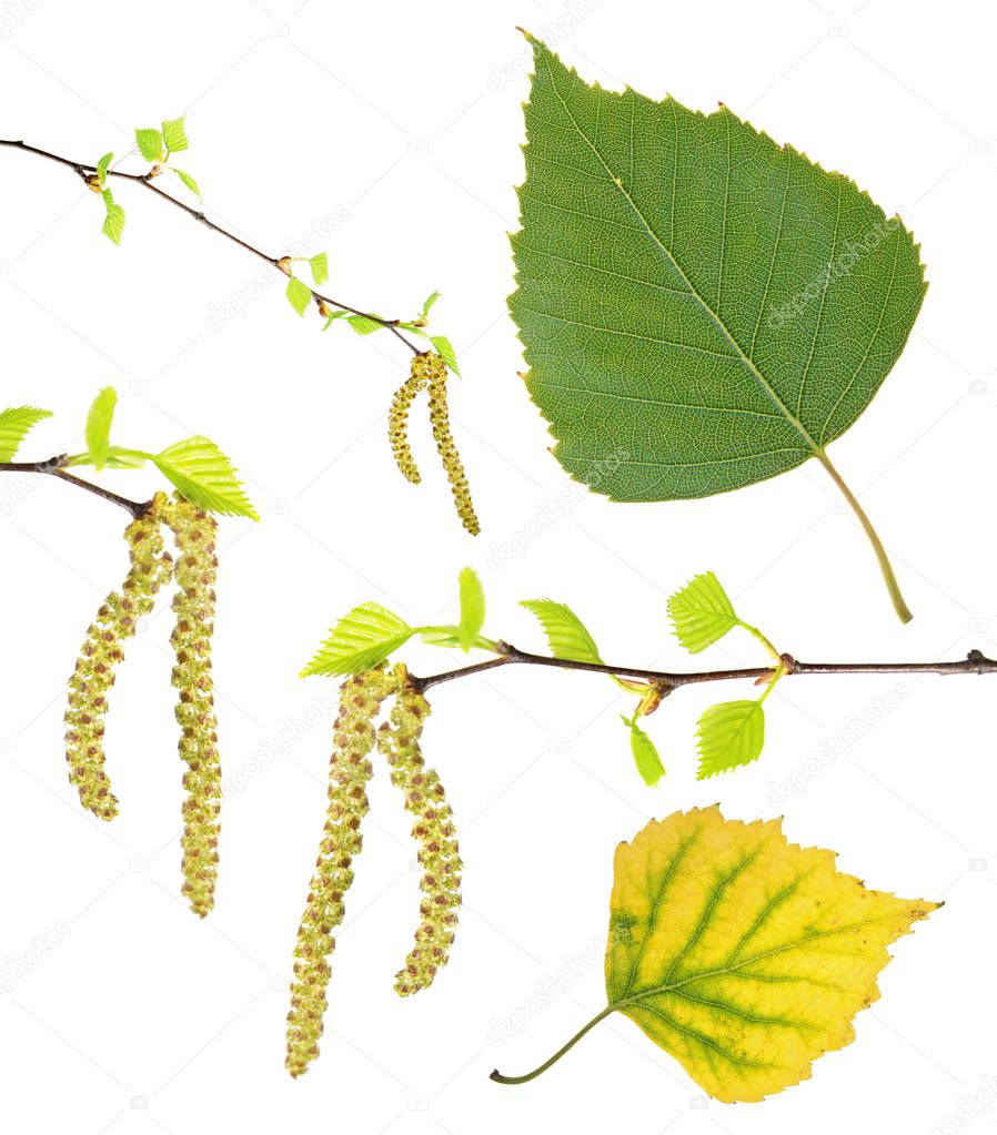 Spring birch branches with catkins, green summer and yellow autumn leaf isolated on white background