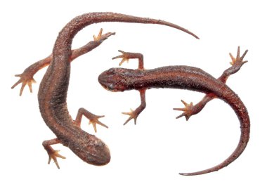Beyaz arka plan üzerinde izole iki ortak newts (Lissotriton vulgaris)