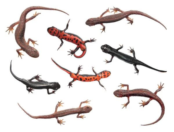 Sada různých druhů čolků izolovaných na bílém pozadí. Společné newt (Lissotriton vulgaris) a japonské oheň břicho newt (Cynops pyrrhogaster) — Stock fotografie