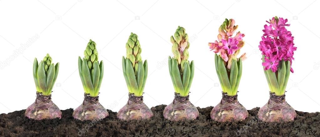 Hyacinth growth stage isolated on white background