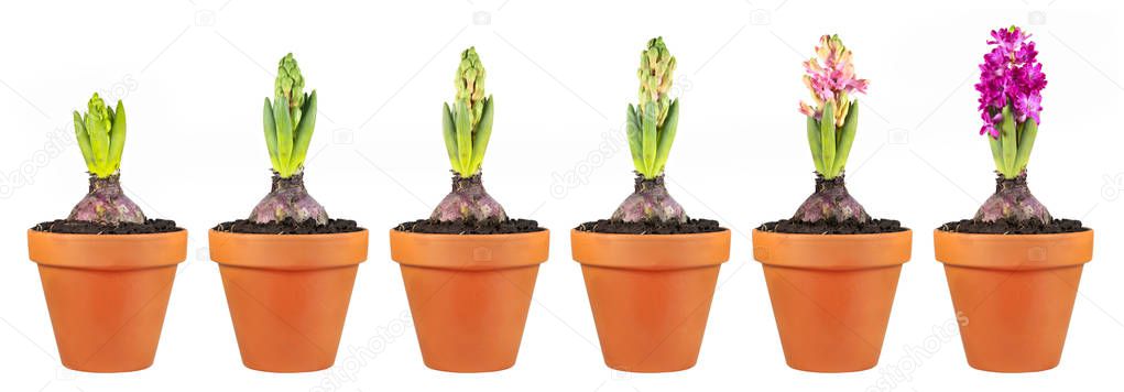 Hyacinth growth stage isolated on white background. Flowers in clay flowerpots