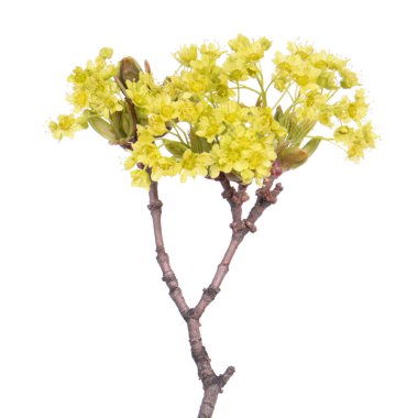 Norveç akçaağaç dalı (Acer platanoides) beyaz arkaplanda izole edilmiş çiçeklerle
