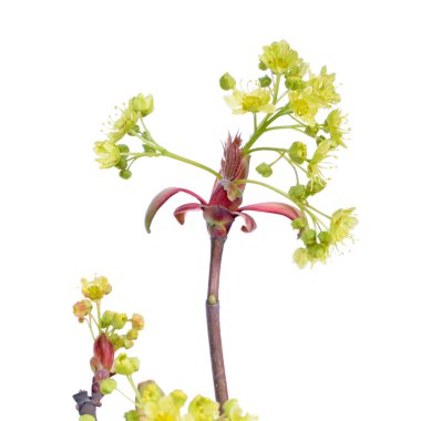 Norveç akçaağaç dalı (Acer platanoides) beyaz arkaplanda izole edilmiş çiçeklerle