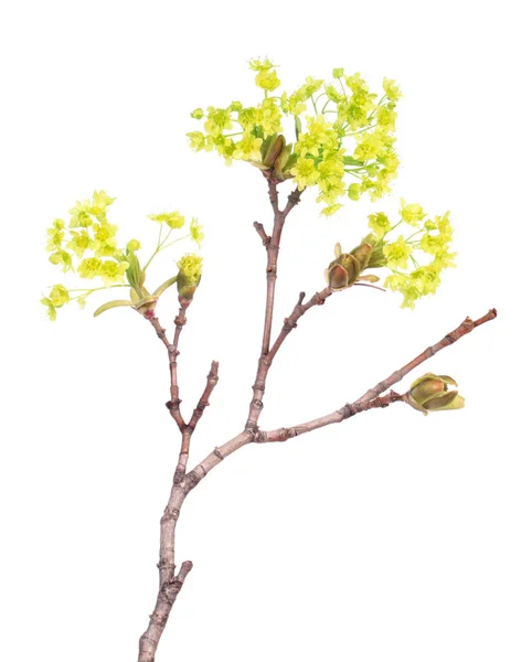 Ramo Norvegia Acero Acer Platanoides Con Fiori Isolati Sfondo Bianco — Foto Stock