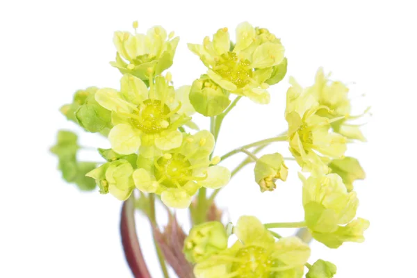 Květiny Norského Javoru Acer Platanoides Zblízka Izolované Bílém Pozadí — Stock fotografie