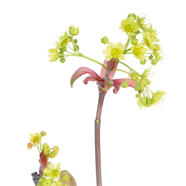 Rama Arce Noruega Acer Platanoides Con Flores Aisladas Sobre Fondo — Foto de Stock