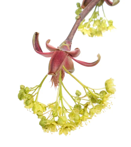 Větev Norského Javoru Acer Platanoides Květy Izolované Bílém Pozadí — Stock fotografie
