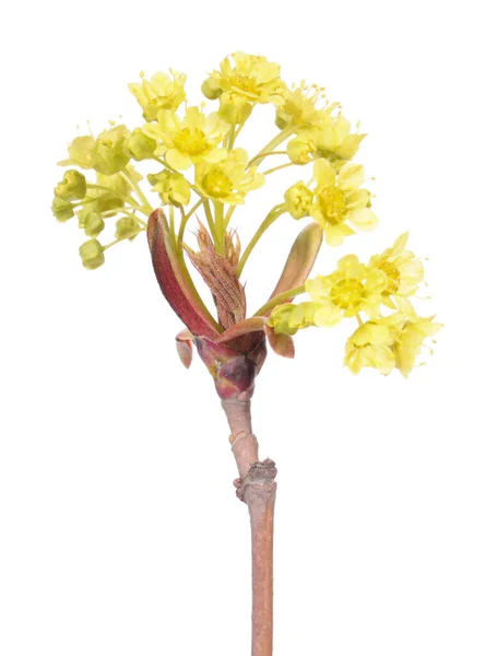 Tak Van Noorse Esdoorn Acer Platanoides Met Bloemen Geïsoleerd Witte Stockfoto