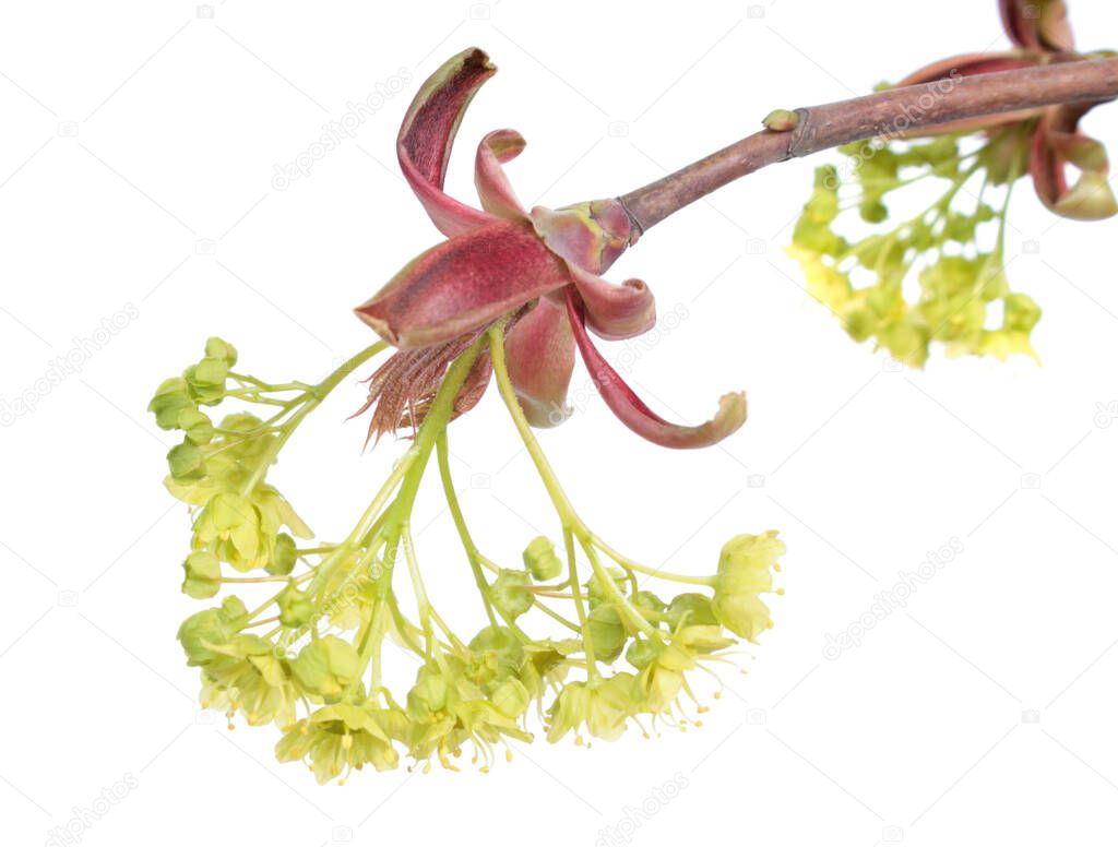 Branch of Norway maple (Acer platanoides) with flowers isolated on white background