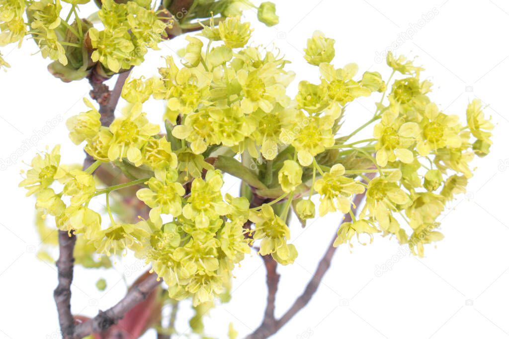 Flowers of Norway maple (Acer platanoides) close-up isolated on white background
