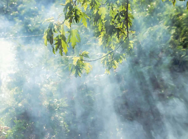 Güneş ışınları ile ormanda duman — Stok fotoğraf