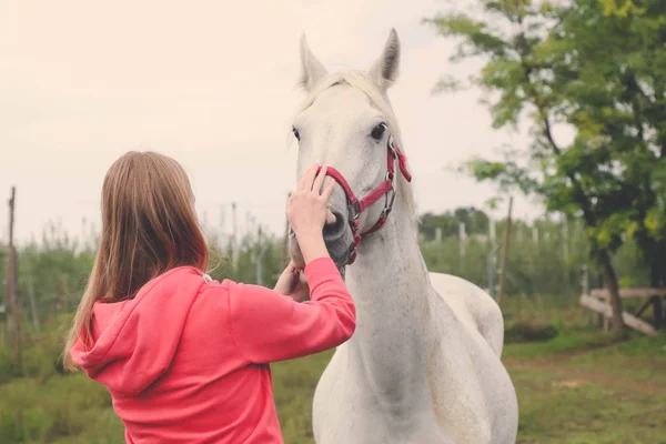 Feminino e belo cavalo . — Fotografia de Stock