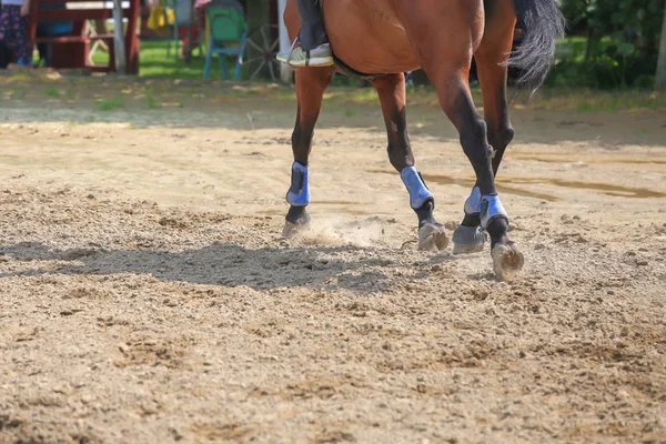 Pie de caballo corriendo sobre la arena. Primer plano de las piernas galopando —  Fotos de Stock