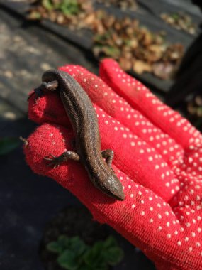 Küçük kahverengi kertenkele, eldivenli bir elde oturuyor.