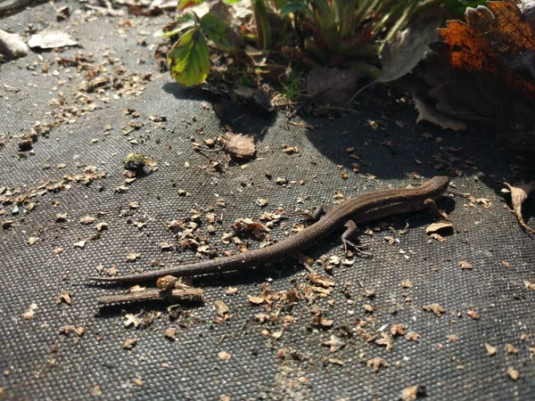 Bahçe kertenkelesi dinleniyor ve ısınıyor. Kamuflaj bahçesi kertenkeleleri. Vahşi yaşam.