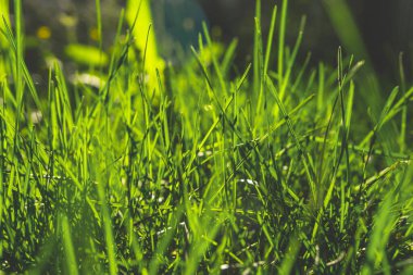 Parlak güneşin altında bahar yeşili çimenler. Doğal arkaplan