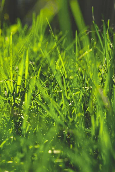 Весенняя Зеленая Трава Ярким Солнцем Естественное Происхождение — стоковое фото