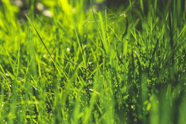 Parlak güneşin altında bahar yeşili çimenler. Doğal arkaplan