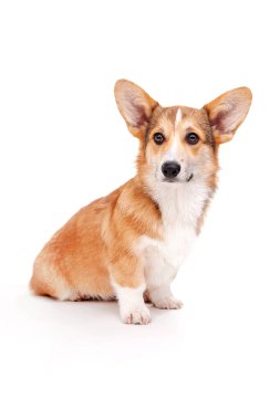 Beyaz arka planda Corgi Dog stüdyoda.