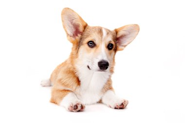 Beyaz arka planda Corgi Dog stüdyoda.