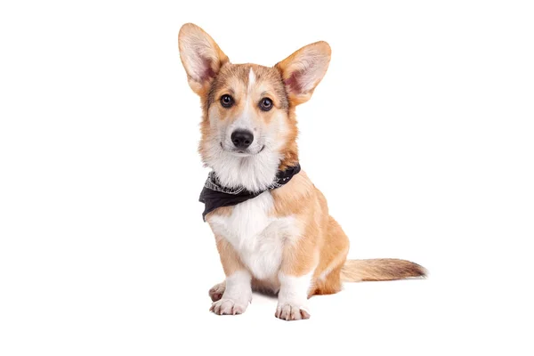 Beyaz arka planda Corgi Dog stüdyoda.