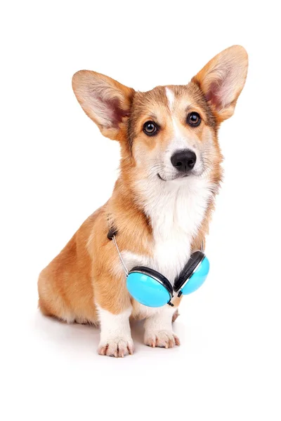 Beyaz arka planda Corgi Dog stüdyoda.