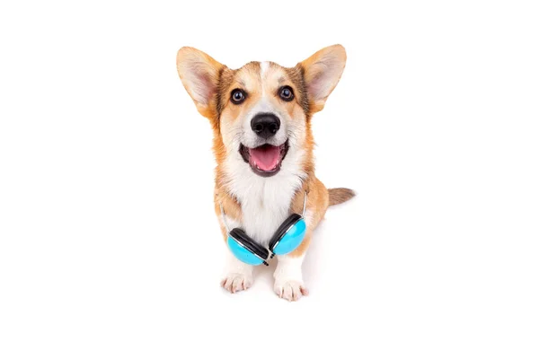 Perro Corgi Estudio Sobre Fondo Blanco —  Fotos de Stock