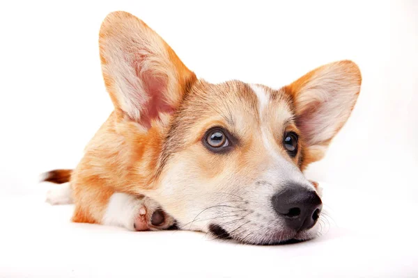 Corgi Hund Studion Vit Bakgrund — Stockfoto