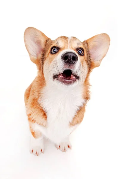 Corgi Hund Studion Vit Bakgrund — Stockfoto