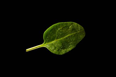 pimiento amarillo y rojo sobre un fondo negro