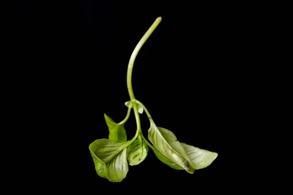 Fresh Basil Black Background — Stock Photo, Image