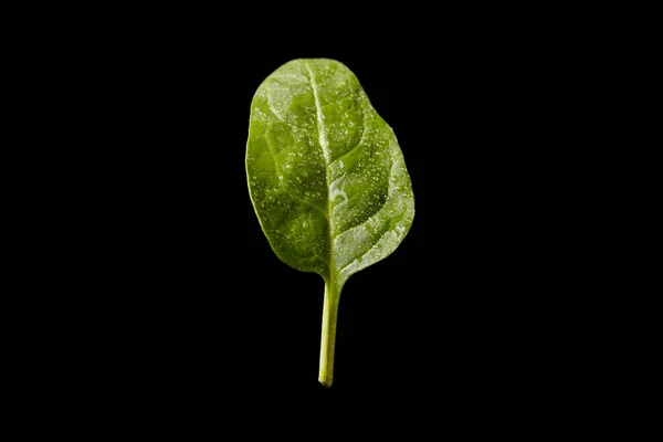 Fresh Basil Black Background — Stock Photo, Image