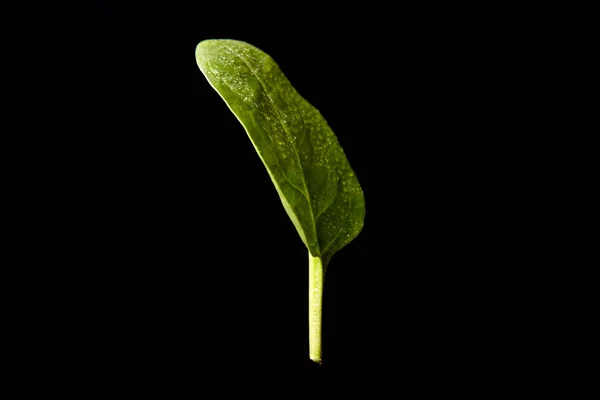 Fresh Basil Black Background — Stock Photo, Image