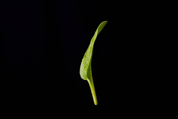 Verse Basilicum Een Zwarte Achtergrond — Stockfoto