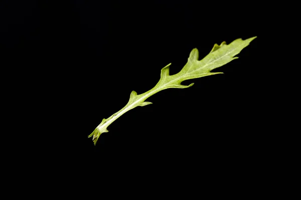 Arugula Fresco Fundo Preto — Fotografia de Stock