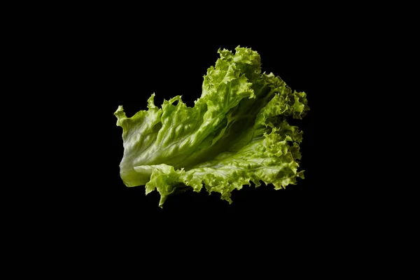 fresh lettuce on a black background