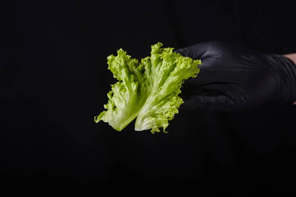 fresh lettuce on a black background