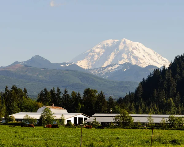 Pastoral Mount Rainer - Stock-foto