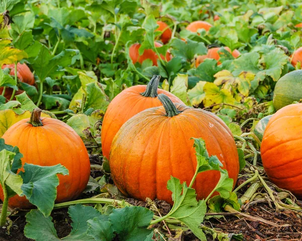 Calabazas en crecimiento —  Fotos de Stock