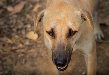 Tay köpek ayakta ve seyir için bir şey