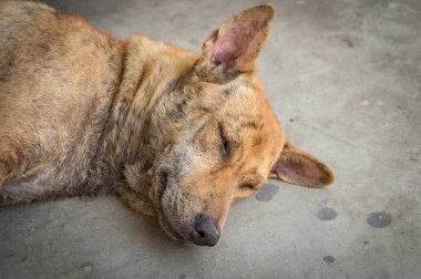 Yerde uyuyan evsiz köpek