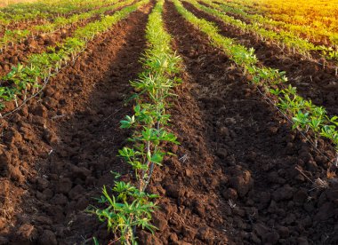 Ekimi tarım, yöntemi ve onun Spacingva dikim manyok