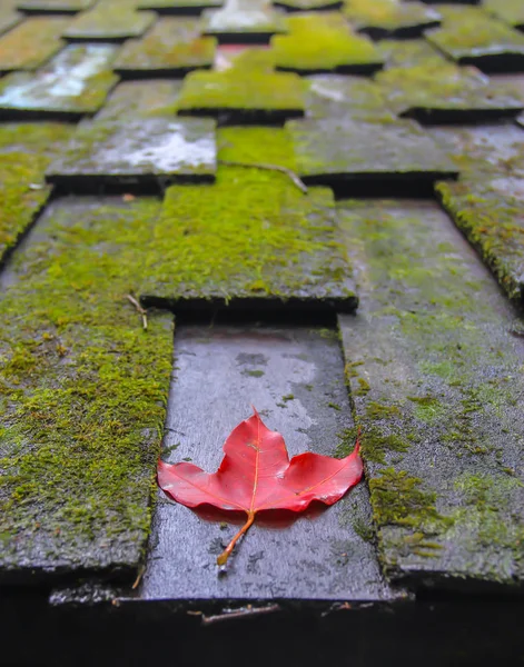 a red maple leaf on the wooden shingles roof coverd in moss