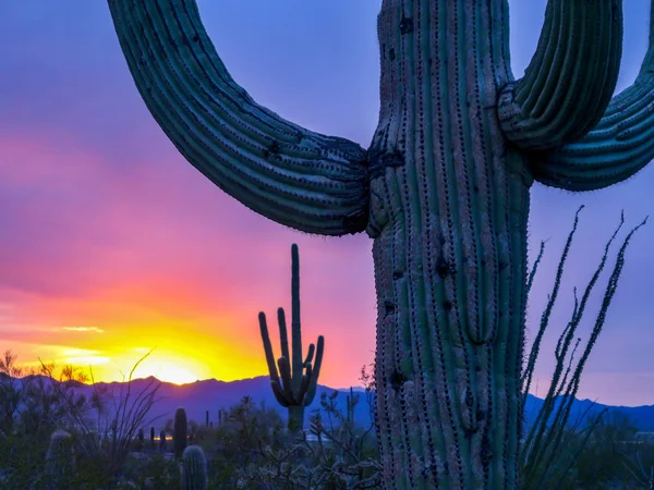 cactus field in the beautiful sunrise sky