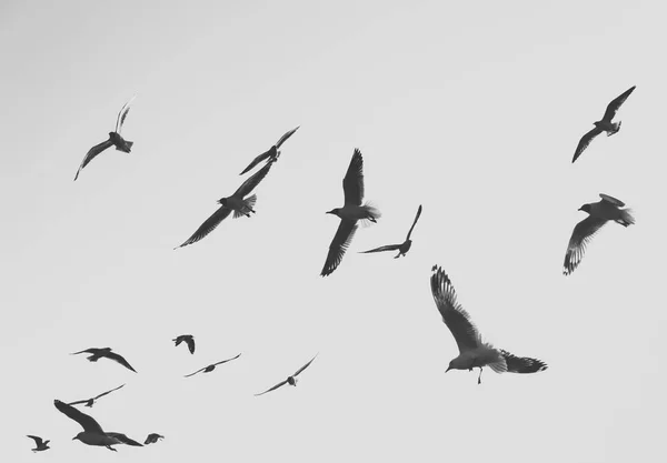 Siyah Beyaz Martılar Flyng Açık Gökyüzünde — Stok fotoğraf