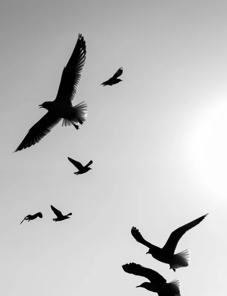 Μαύρο Και Άσπρο Flyng Γλάροι Στον Ουρανό — Φωτογραφία Αρχείου