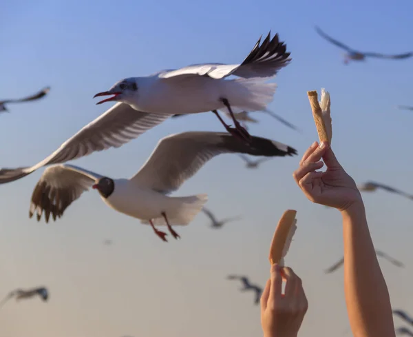 Menschen Füttern Fliegende Möwen Mit Einem Stück Brot — Stockfoto